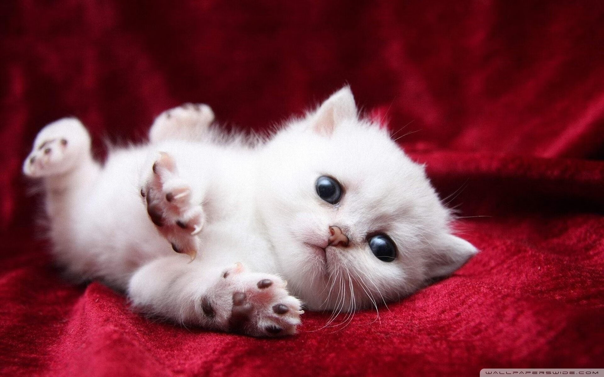 “2025世界运动会:高新体育中心健力赛,选手挑战重量极限”