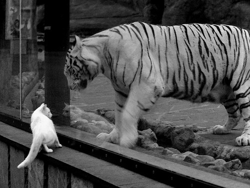 埃及赛制分析：如何通过细节设计优化运动员的竞技体验，埃及的比赛会赢吗