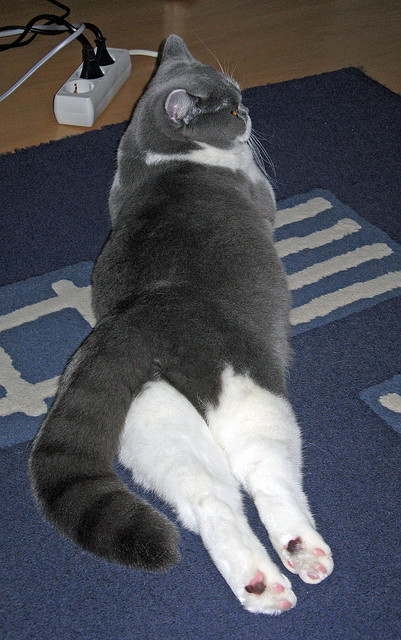 开云体育在线-法甲年青巨星：未来之路无限光明！，法甲2020到2021赛季